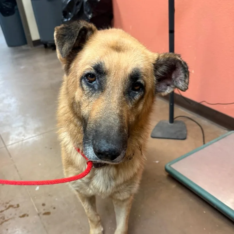 An adult large-sized male Yellow / Tan / Blond / Fawn Shepherd dog named Arbor for adoption in Flagstaff, AZ