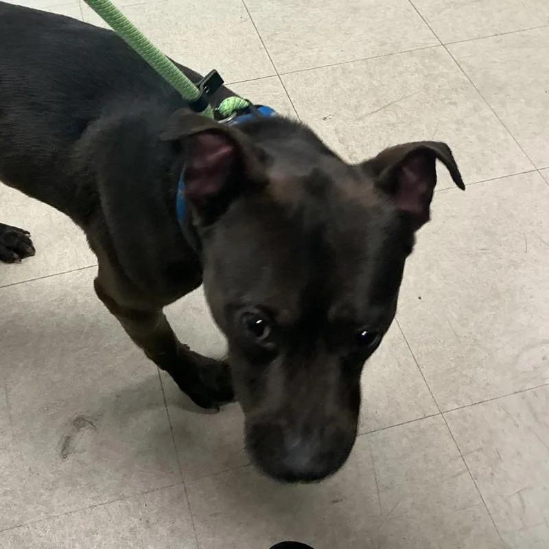 An adult small-sized male Black Pit Bull Terrier dog named Chauffeur for adoption in St Joseph, MO