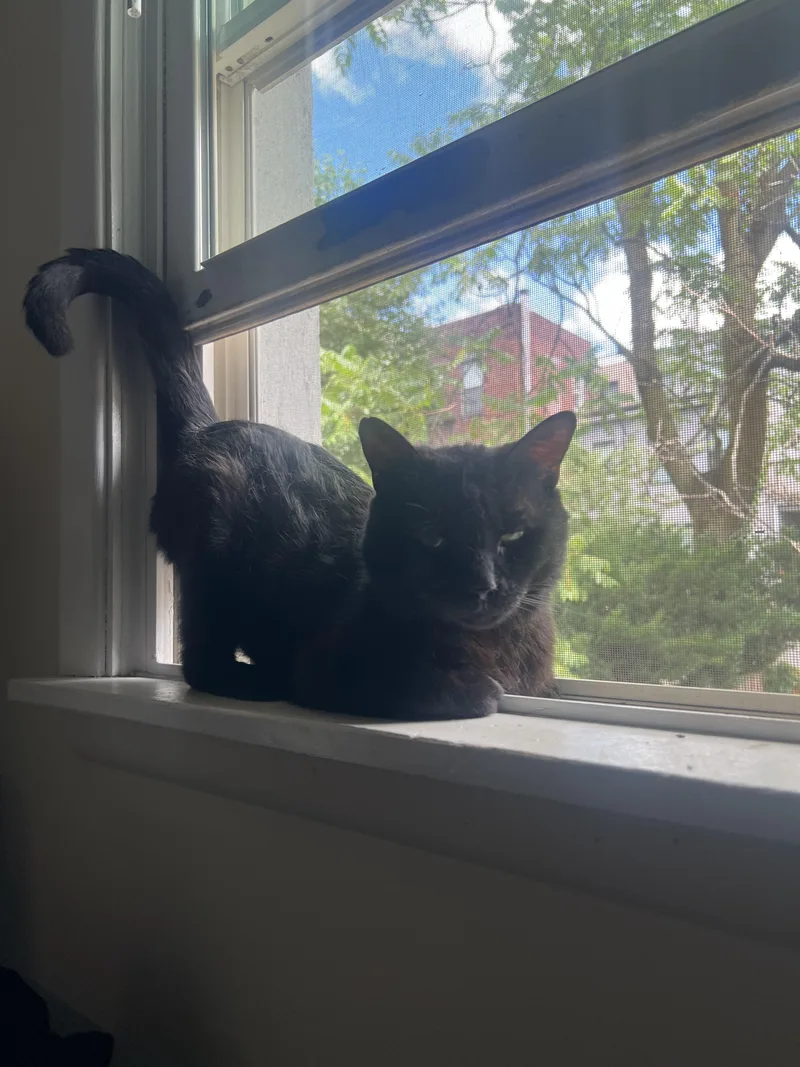 An adult medium-sized male Black Domestic Short Hair cat named Og for adoption in Weehawken, NJ