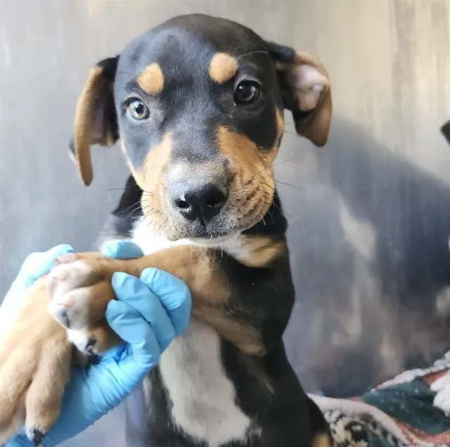 A baby small-sized male Labrador Retriever dog named Ares for adoption in San Antonio, TX