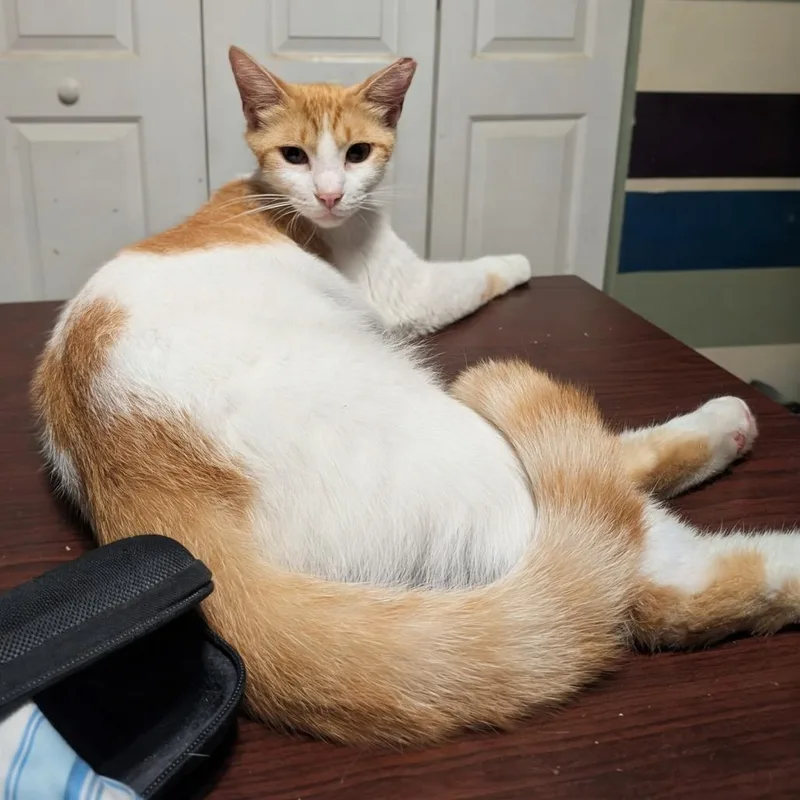 A young medium-sized female Orange / Red Domestic Short Hair cat named Wellsy for adoption in Bulverde, TX