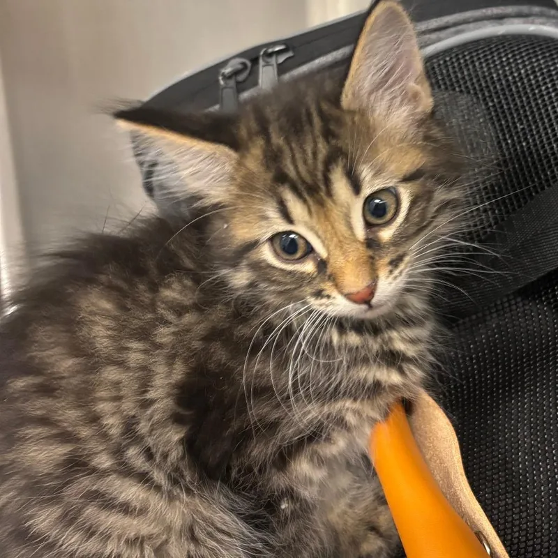 A baby small-sized male Brown / Chocolate Domestic Medium Hair cat named Rain Drop for adoption in Hinsdale, IL