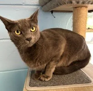 A young medium-sized male Russian Blue cat named Mishu for adoption in Lunenburg, MA