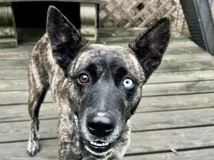 A young medium-sized female Brindle Mixed Breed dog named Esmeralda for adoption in Georgetown, TX
