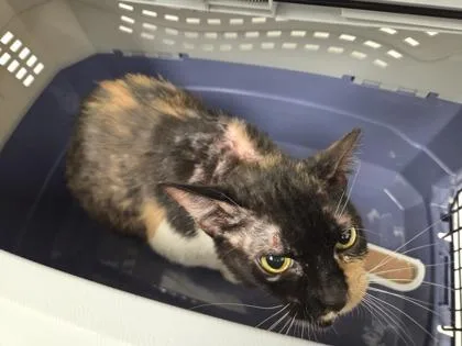 An adult medium-sized female Black Domestic Short Hair cat named Madam Scrungly for adoption in Kansas City, MO