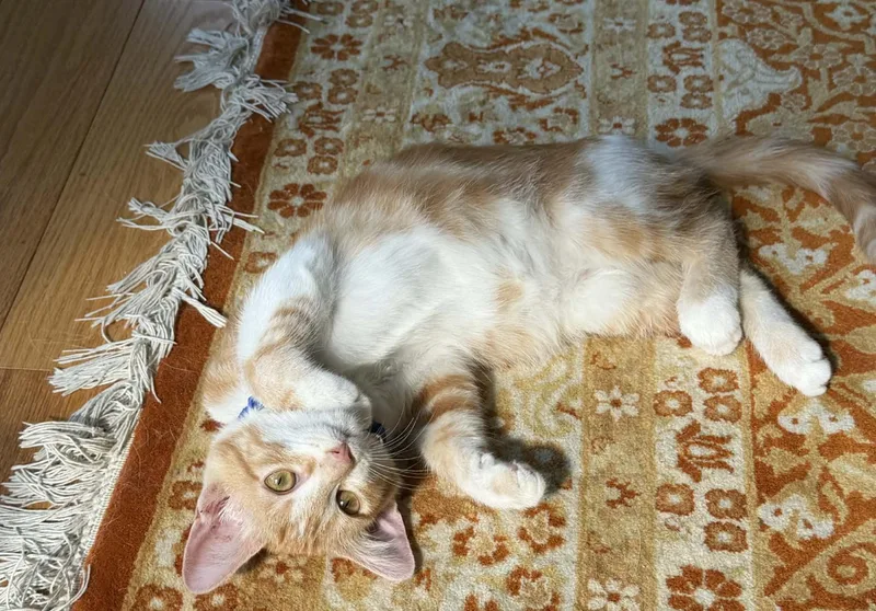 Paxton