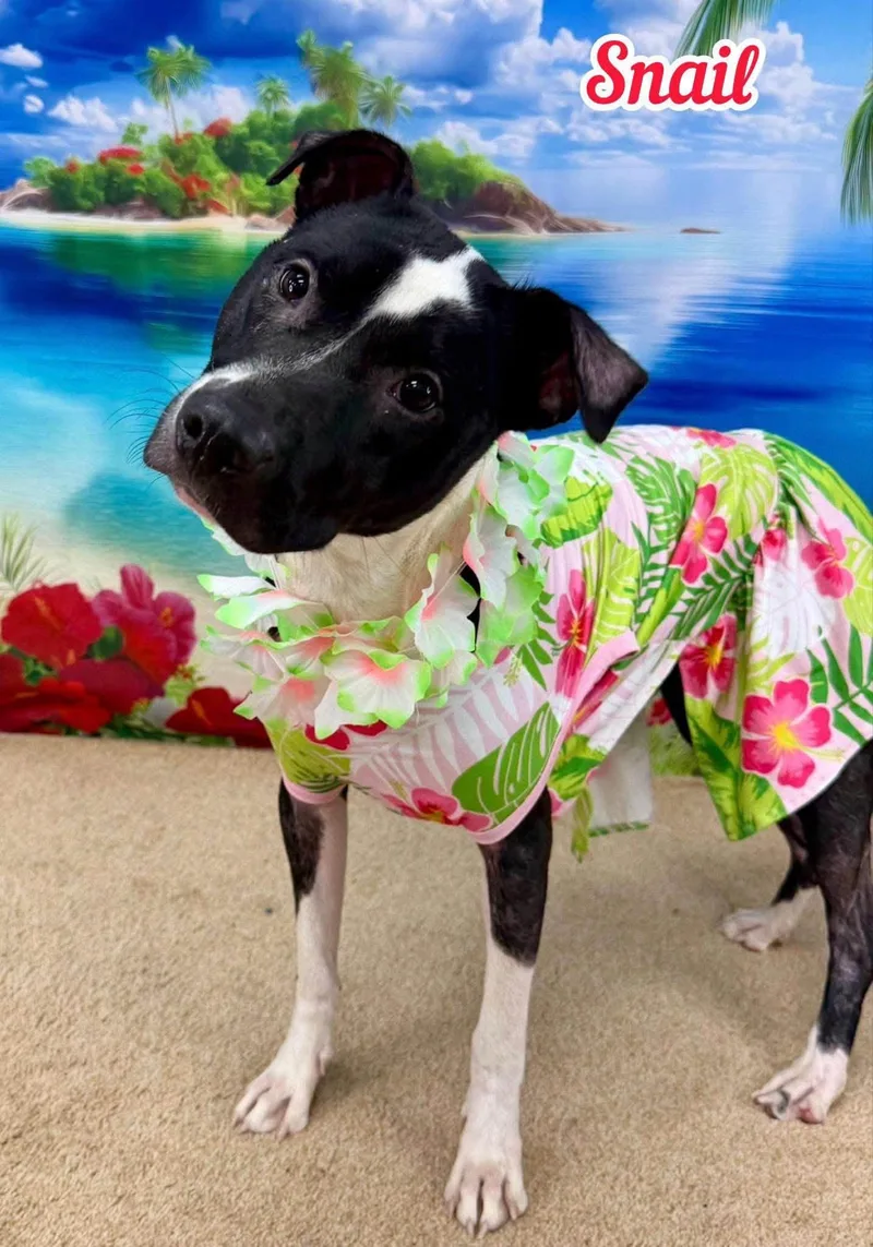 An adult medium-sized female Black Mixed Breed dog named Snail for adoption in Flint, MI