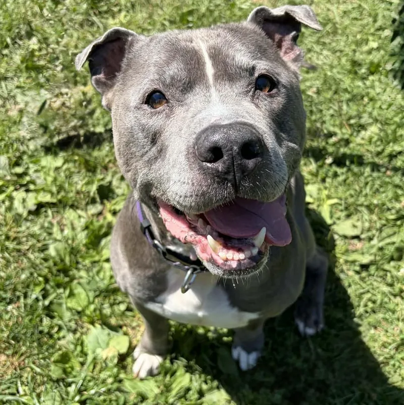 A senior medium-sized male Gray / Blue / Silver Terrier dog named Cobalt for adoption in Syracuse, NY