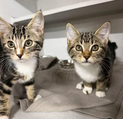 A baby small-sized male Domestic Short Hair cat named Wash for adoption in Sacramento, CA