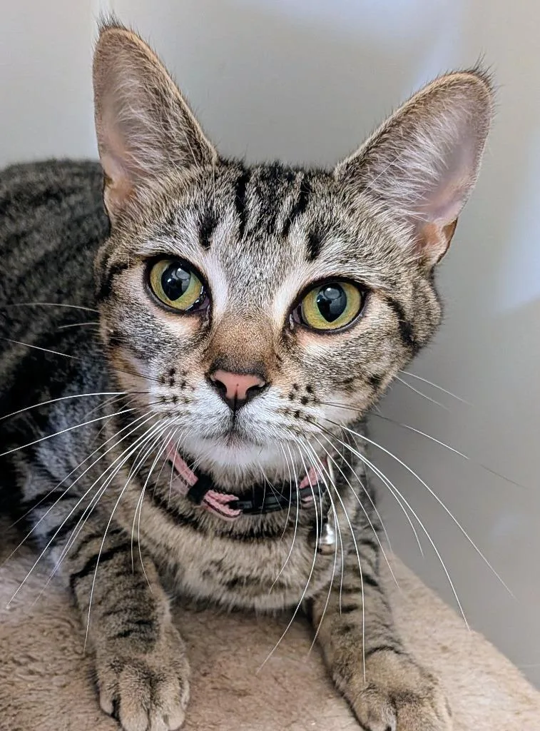 A baby large-sized female Domestic Short Hair cat named Freya for adoption in St. Augustine, FL