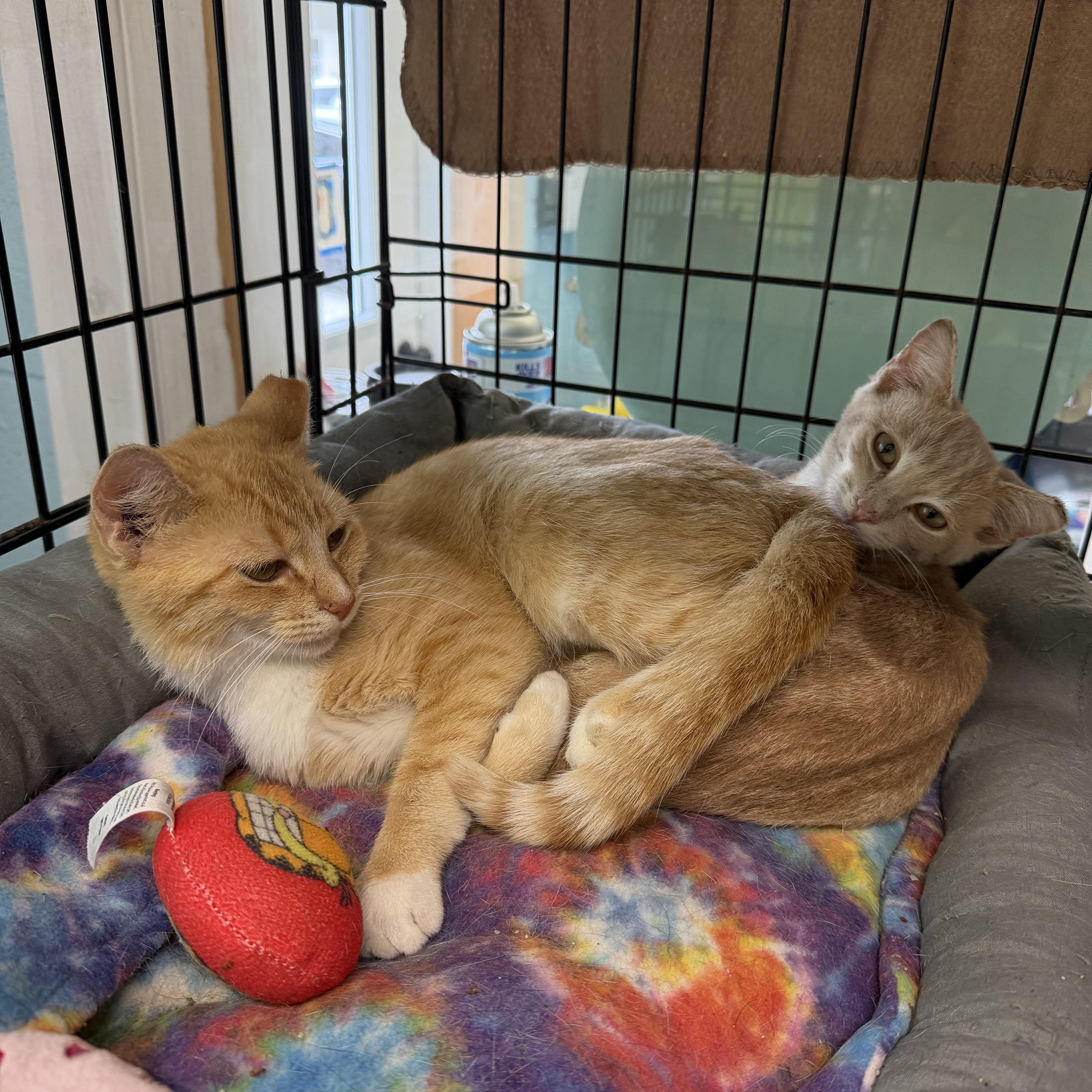 A young medium-sized female Domestic Short Hair cat named Aspen and Colby for adoption in Warren, OH