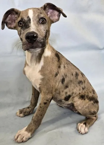 A baby large-sized female Catahoula Leopard Dog dog named Fleur for adoption in Morton Grove, IL