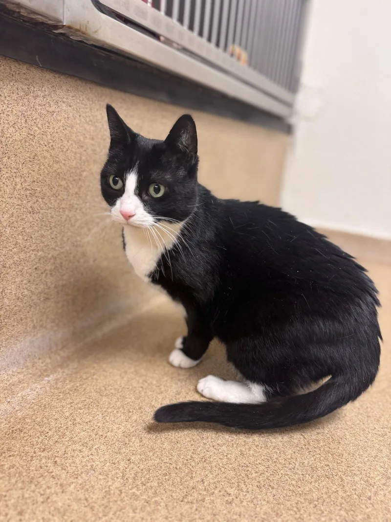A senior medium-sized female Black & White / Tuxedo Domestic Short Hair cat named Lincoln for adoption in Brick, NJ