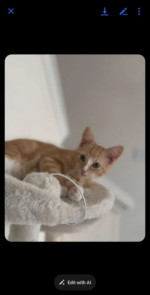 A baby small-sized female Orange & White Domestic Short Hair cat named Persik for adoption in Salisbury, NC