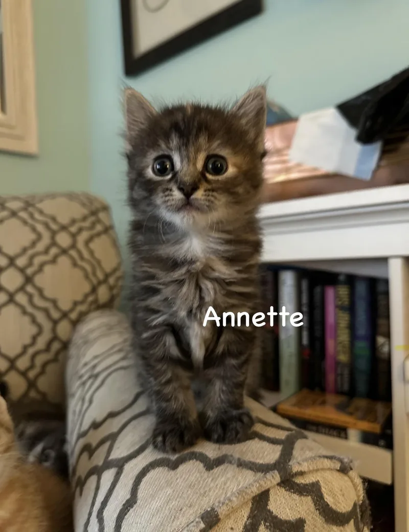 A baby small-sized female Tabby (Orange / Red) Domestic Medium Hair cat named Annette And Mama Cara for adoption in Staten Island, NY