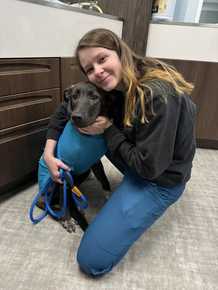 A young medium-sized male Shepherd dog named Lionel for adoption in Willingboro, NJ