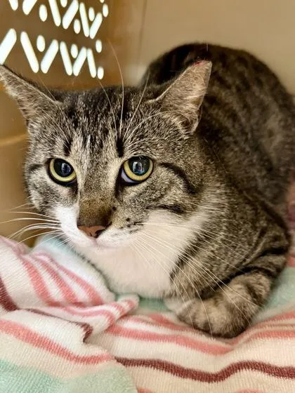 An adult large-sized male Domestic Short Hair cat named Mittens for adoption in San Antonio, TX