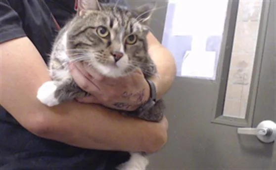 An adult small-sized female Domestic Short Hair cat named Cyber for adoption in Denver, CO