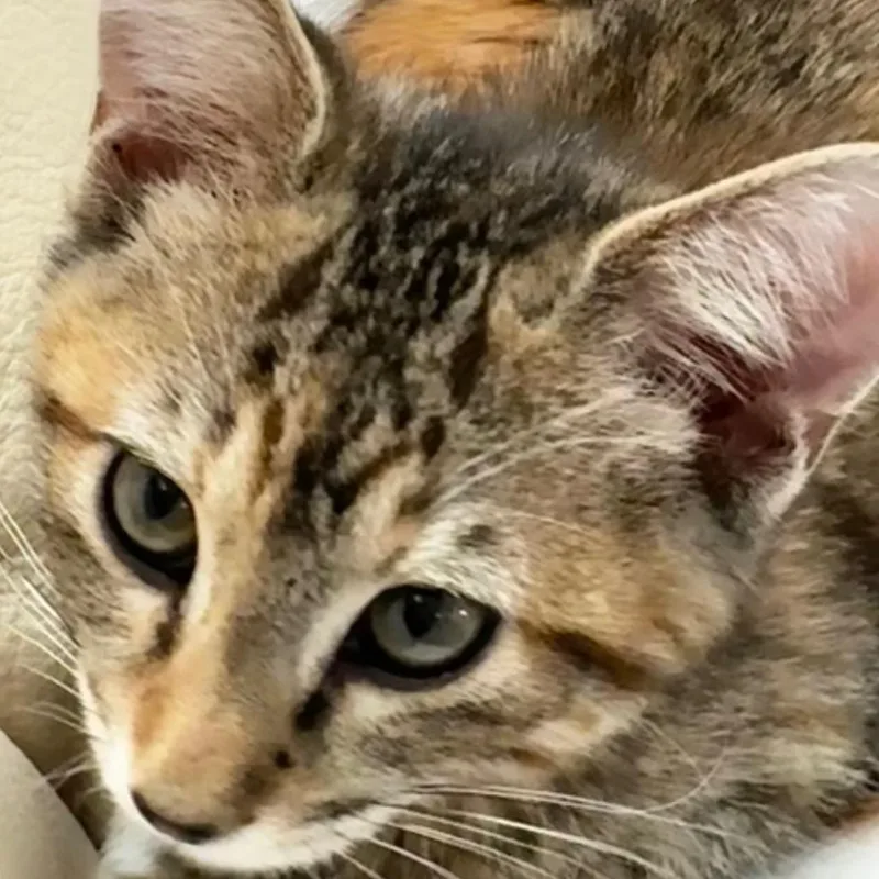 A baby small-sized female Torbie Domestic Short Hair cat named Phoenix for adoption in Commerce City, CO