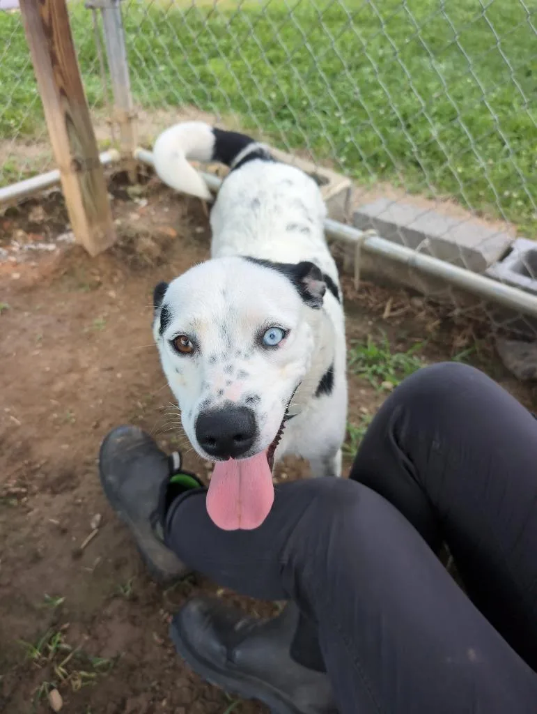 A young medium-sized female Collie dog named Lucinda for adoption in Blountville, TN