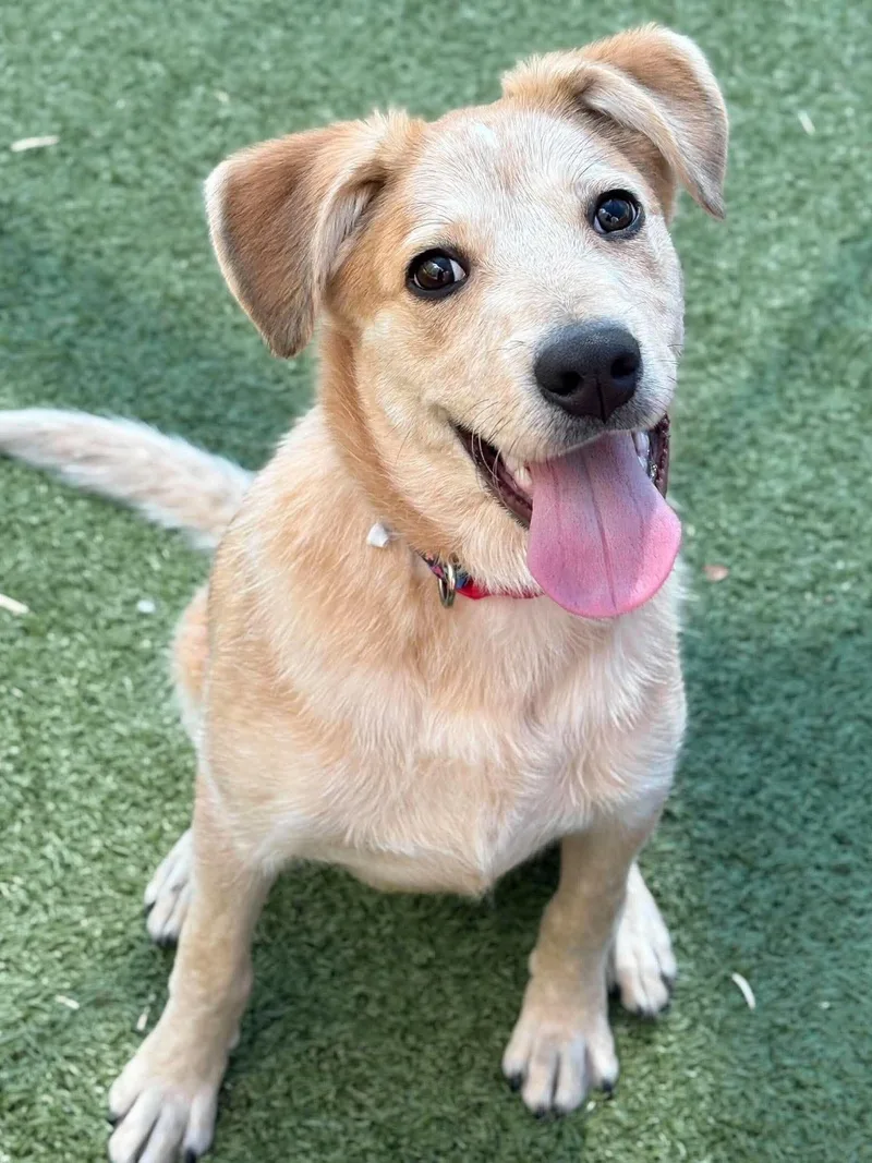 A baby large-sized male Australian Cattle Dog / Blue Heeler dog named Ducky for adoption in Holbrook, NY