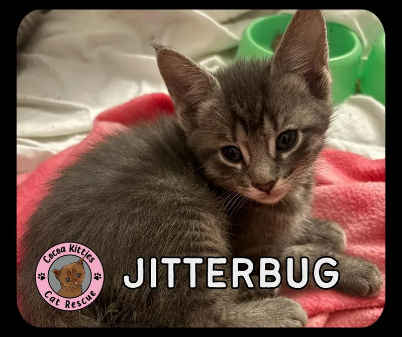 A baby small-sized female Domestic Short Hair cat named Jitterbug for adoption in Hershey, PA