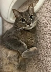 A senior medium-sized female Tabby (Gray / Blue / Silver) Domestic Short Hair cat named Veruca and Violet for adoption in Amherst, MA