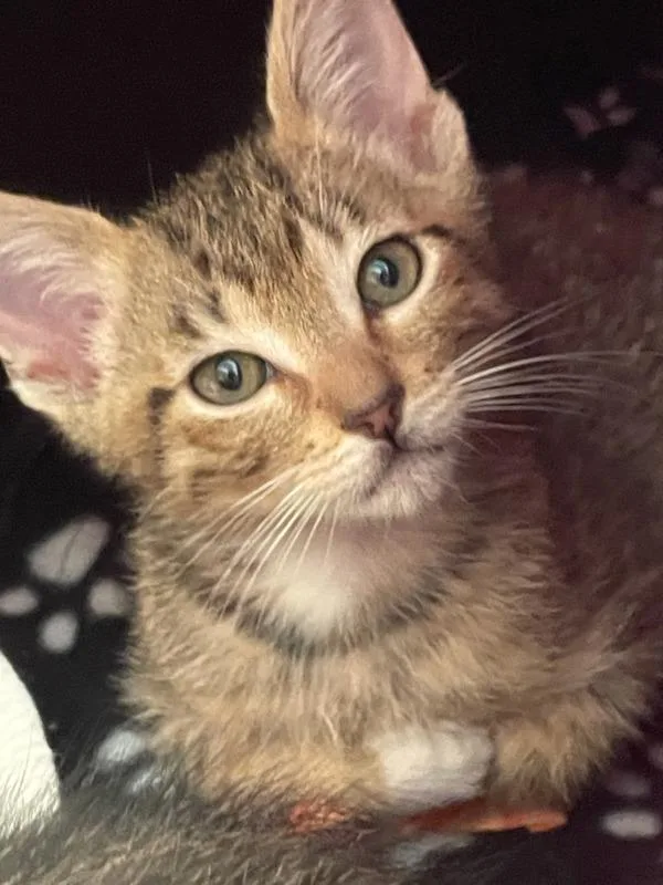 A baby small-sized male Domestic Short Hair cat named Kitteroni for adoption in Escondido, CA