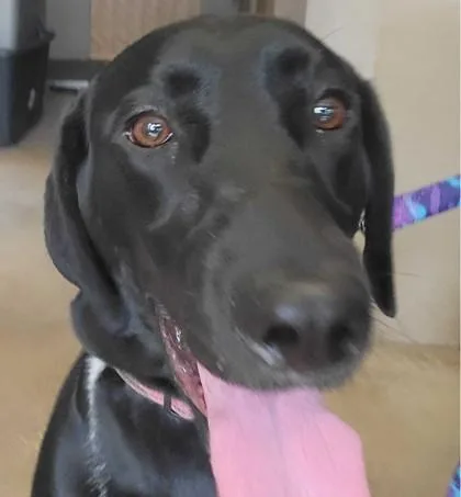 A young large-sized female Dalmatian dog named Chloe for adoption in Fernandina Beach, FL