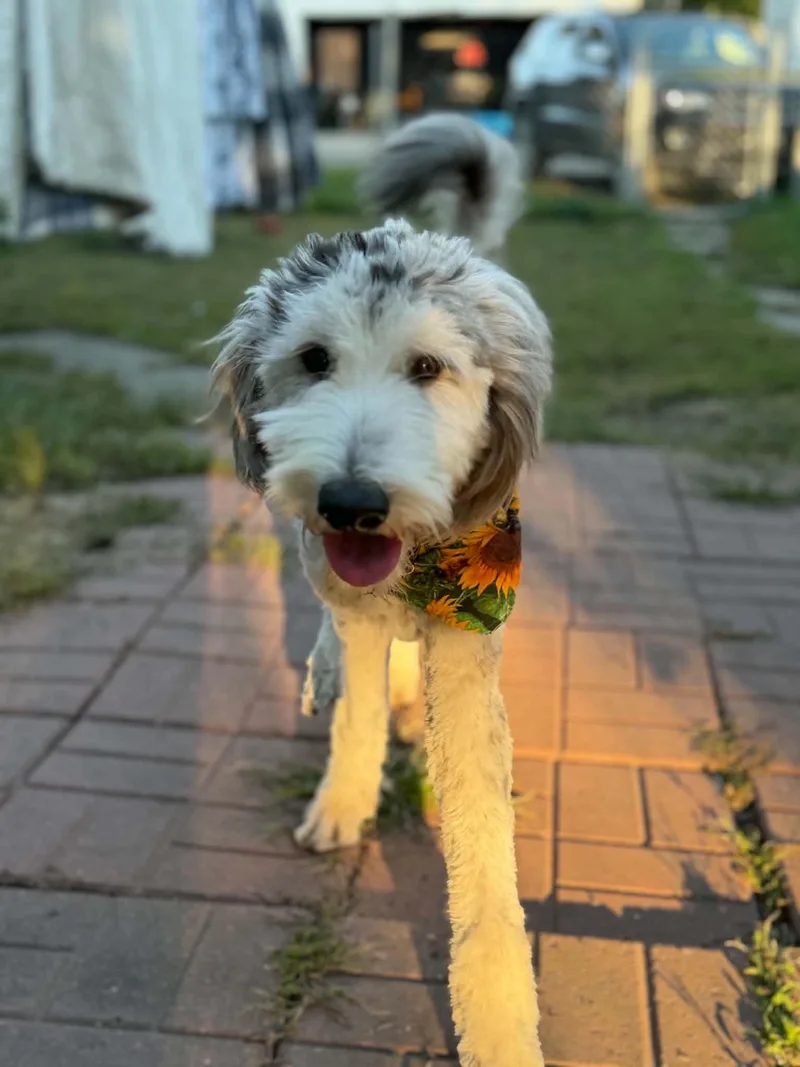 A young large-sized male White / Cream Goldendoodle dog named Binx for adoption in Dysart, IA