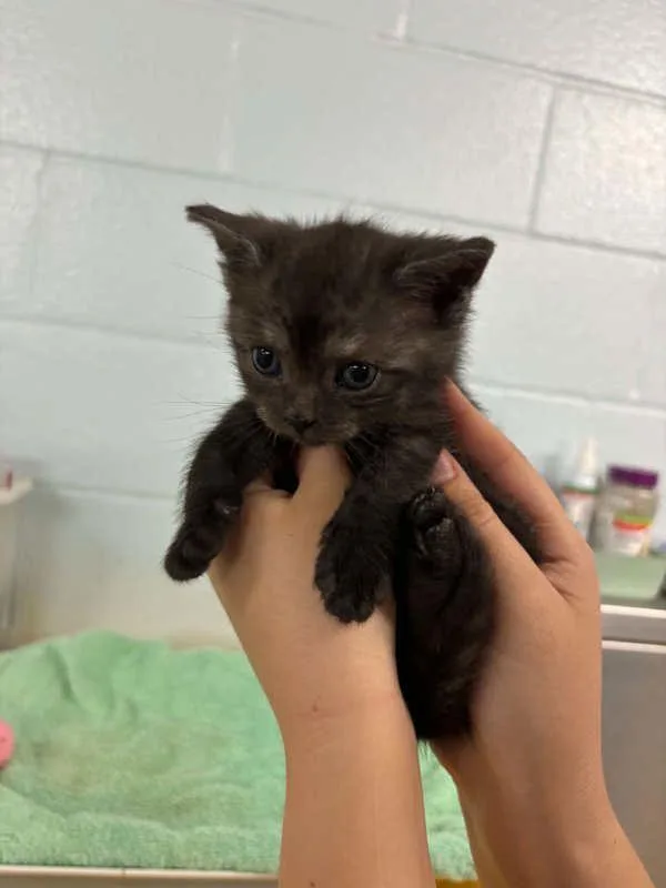 A baby small-sized female Domestic Short Hair cat named Century Egg for adoption in Millersville, MD