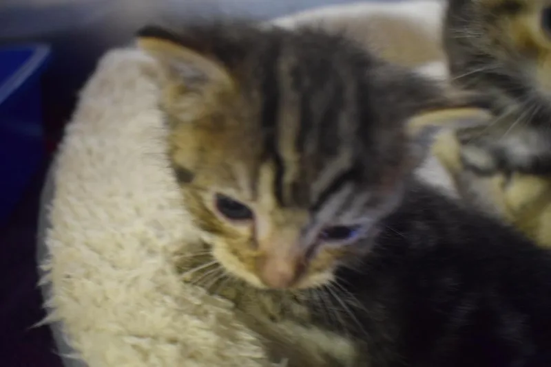 A baby small-sized female Domestic Short Hair cat named Juliet for adoption in Pahrump, NV