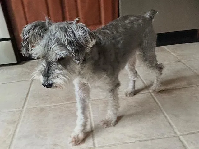 Toby thumbnail 5