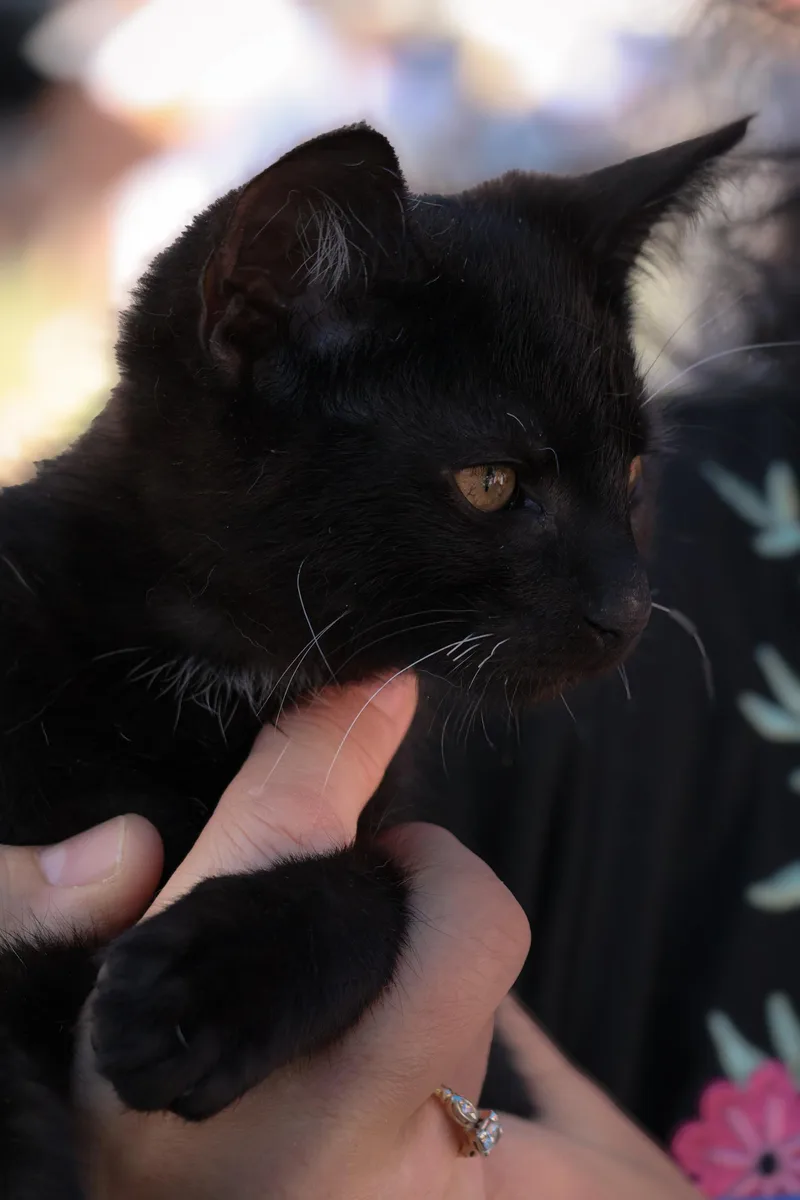 A baby medium-sized male Domestic Short Hair cat named Harry for adoption in Penryn, CA