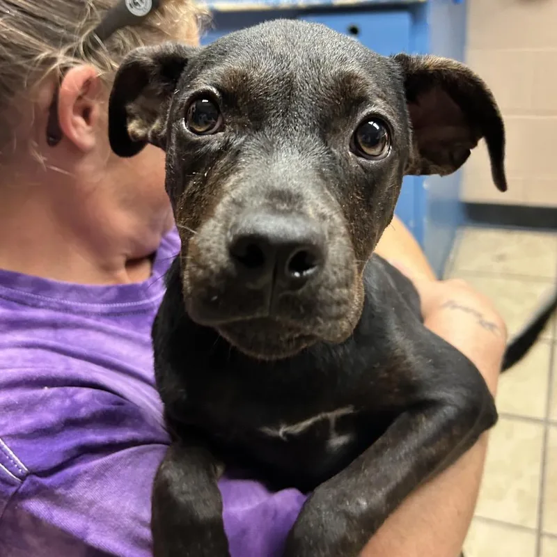 A baby small-sized female Rottweiler dog named Layla for adoption in Newport, NC