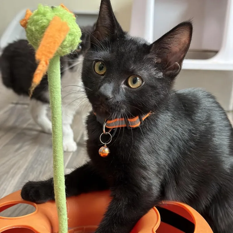 A baby small-sized male Black Domestic Short Hair cat named Queso for adoption in Las Vegas, NV