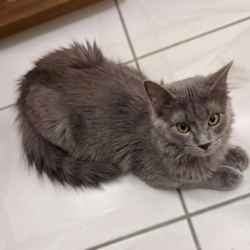 A young large-sized male Gray / Blue / Silver Nebelung cat named Uno for adoption in Allen, TX