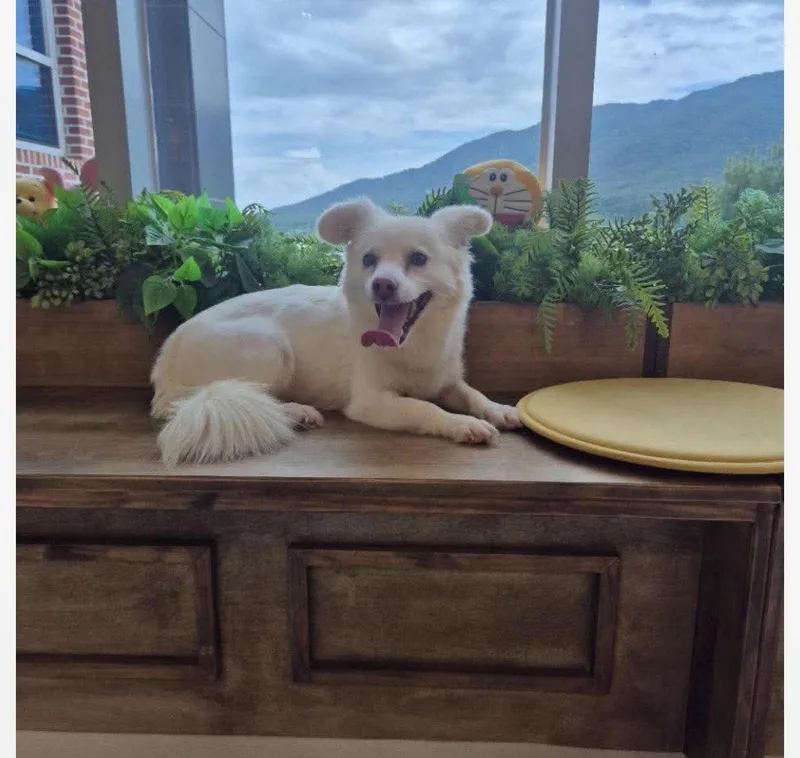 A young small-sized female Jindo dog named Ellin for adoption in Agoura Hills, CA