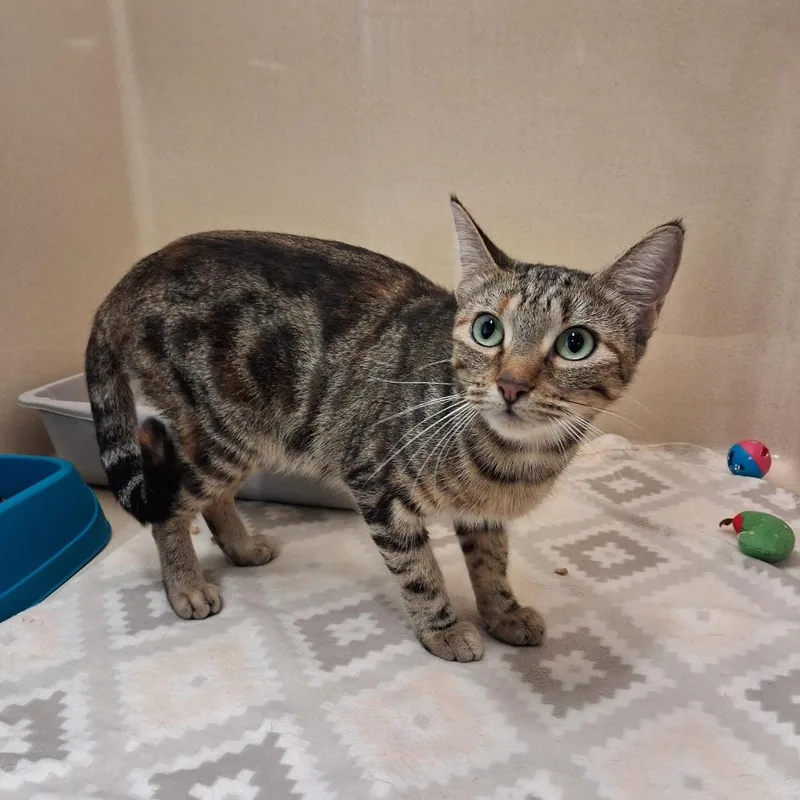 A young small-sized female Domestic Short Hair cat named Strawberry for adoption in Gautier, MS