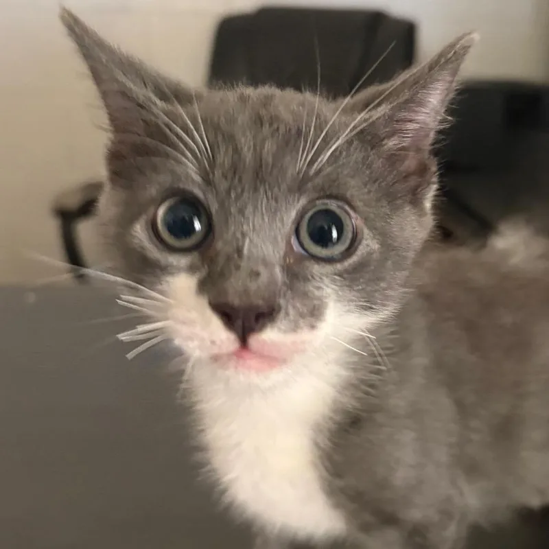 A baby small-sized male Gray / Blue / Silver Domestic Short Hair cat named Otter for adoption in Austin, TX