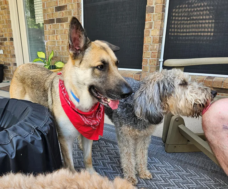 An adult large-sized female German Shepherd Dog dog named Electra for adoption in Dallas, TX