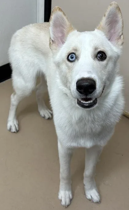 An adult large-sized male Siberian Husky dog named Casper for adoption in Phoenix, AZ