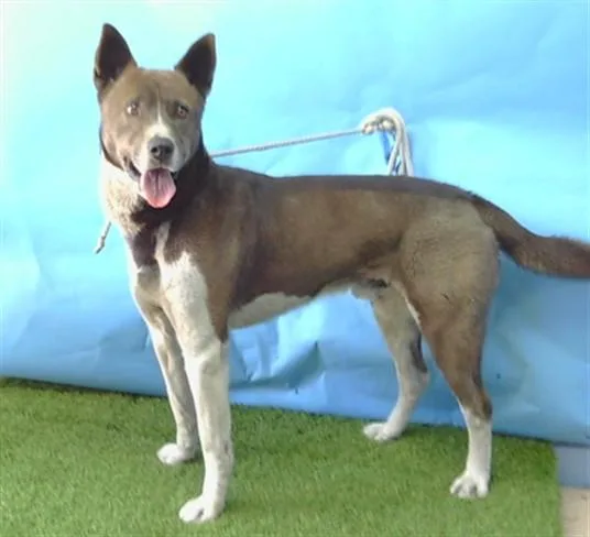 A young medium-sized male German Shepherd Dog dog named Peewee for adoption in Gardena, CA