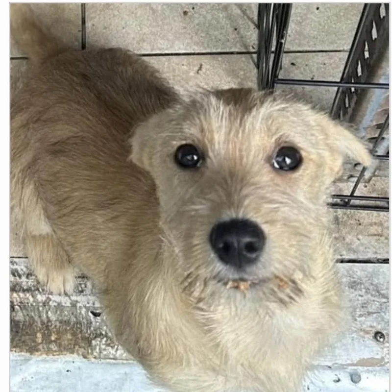 A baby small-sized female White / Cream Mixed Breed dog named Misu for adoption in Santa Rosa, CA