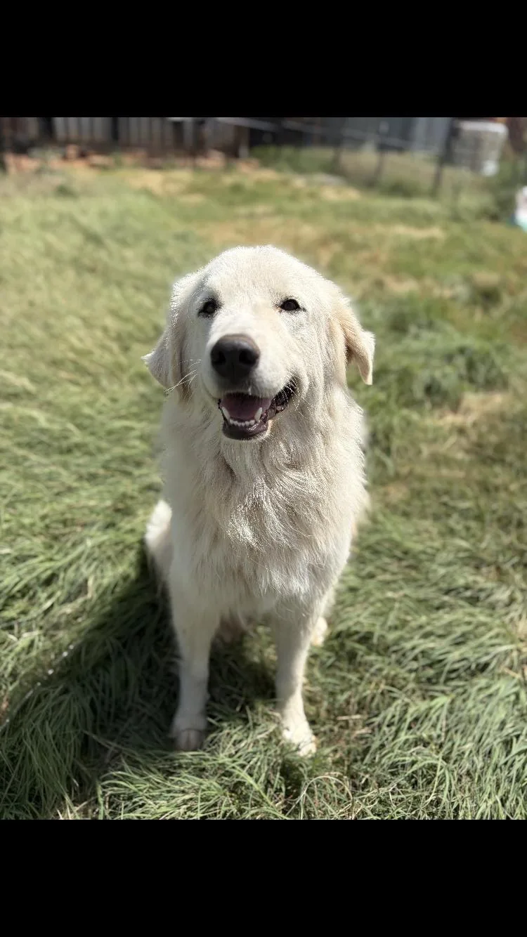 An adult large-sized female White / Cream Great Pyrenees dog named Barbara for adoption in Paradise, TX