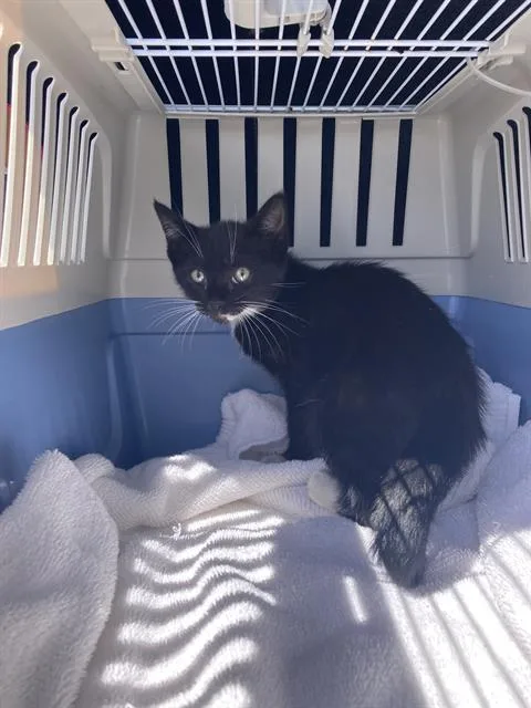 A baby small-sized female Domestic Short Hair cat named Nancy for adoption in Long Beach, CA