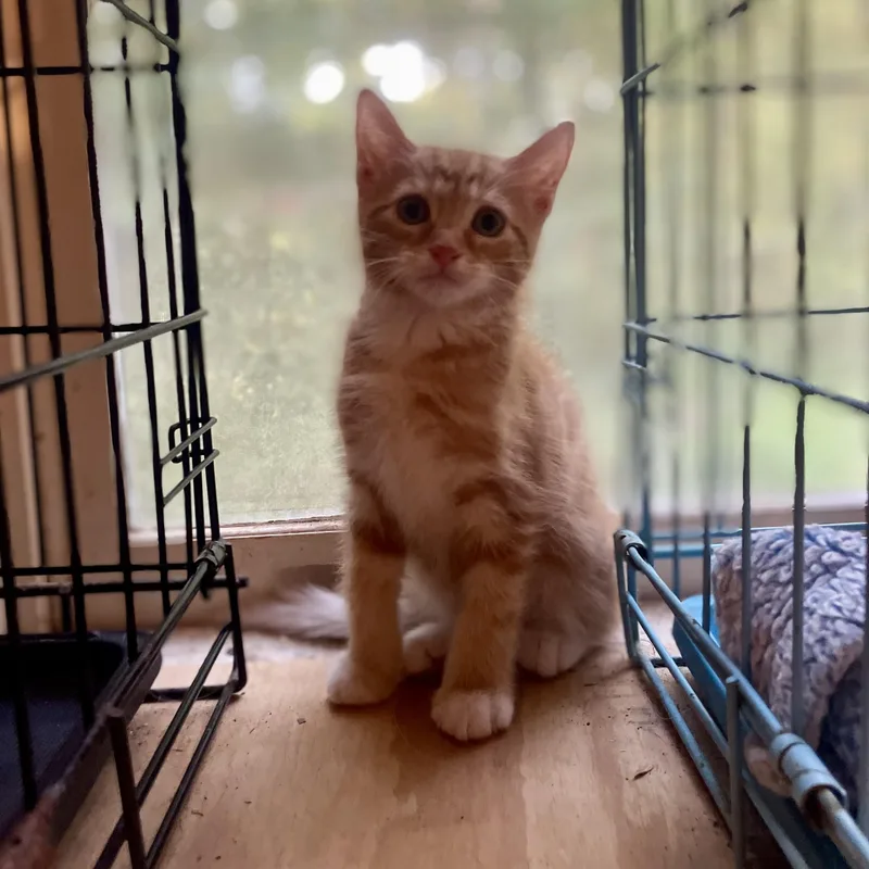 A baby medium-sized male Tabby (Orange / Red) Domestic Short Hair cat named Jasper for adoption in High View, WV