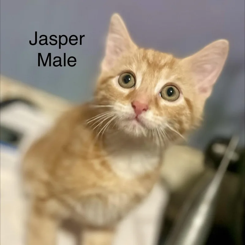 Jasper thumbnail 5