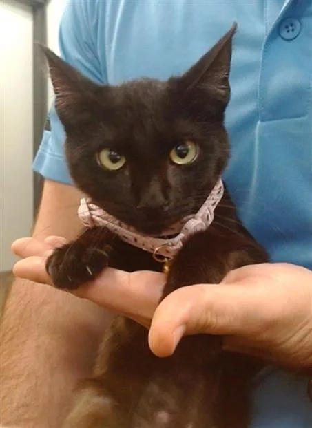 A young small-sized female Domestic Short Hair cat named Lila for adoption in Miami, FL