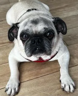 A young small-sized male Yellow / Tan / Blond / Fawn Pug dog named Ellis for adoption in Seattle, WA